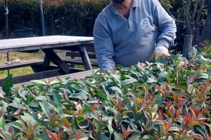 Sanayi Sitemizde Yeşil Alan Düzenlemesi.....