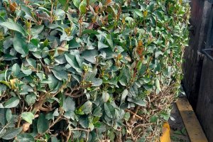 Sanayi Sitemizde Yeşil Alan Düzenlemesi.....